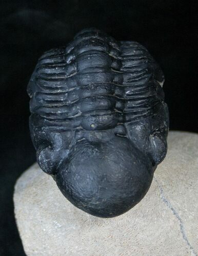 Arched Reedops Trilobite - Morocco #14142